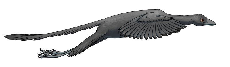 Artist’s depiction of Archaeopteryx in flight based on the new study.